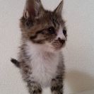 2ヵ月くらいの子猫