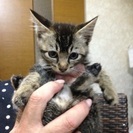 ゴロゴロなつっこいキジトラ 約2ヶ月