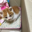 生後約2ヶ月ぐらいの♂の子猫