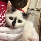 とっても人懐こいです★貰ってください - 名古屋市