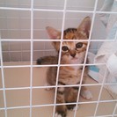 生後1ヶ月の仲良し子猫姉妹です♪