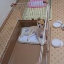 里親募集中です