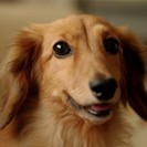 犬＆猫好き集まれ！ペット好き合コン♪