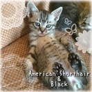 【決定しました】＊アメショMIX❤︎子猫の里親さん募集です＊