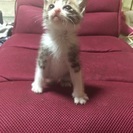 生死を彷徨い生き延びた奇跡の生後４週くらいの子猫