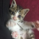 生死を彷徨い生き延びた奇跡の生後４週くらいの子猫 − 大阪府