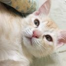 母猫と3月18日産まれの赤ちゃん猫