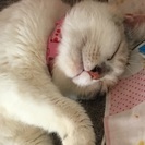 母猫と3月18日産まれの赤ちゃん猫 - 深谷市