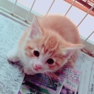 ヤンチャで人懐っこいです - 猫
