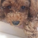プードル　２か月の男の子