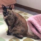 里親さんに、なって欲しいニャ〜！ - 里親募集