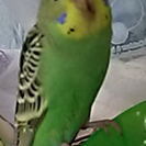 セキセイインコ28年5月生まれです