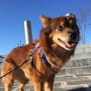 元気いっぱいおばあちゃん犬です！