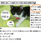 エンジンに挟まった猫の家族募集！