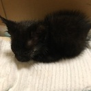 クロネコの仔猫ちゃん