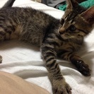きじとら 子猫