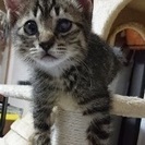 きじとら 子猫 - 里親募集
