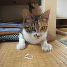 素敵な里親さんが決まりました。ありがとうございます。