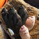 釣り仲間が欲しい − 奈良県