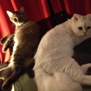 チンチラシルバー＆マンチカン足長 − 東京都