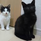 黒猫クーちゃん　白黒シーちゃん　生後3ヵ月位の仲良し兄妹です　優...