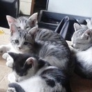 子猫の里親を探しています。