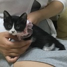 黒白ハチワレ2匹の女の子