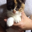 三毛ちゃん大人しい仔猫
