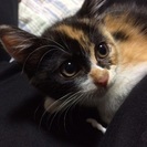 三毛ちゃん大人しい仔猫 - 羽村市
