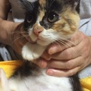 三毛ちゃん大人しい仔猫 − 東京都