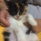 三毛ちゃん大人しい仔猫 - 里親募集