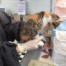 ミケ猫②里親さん決まりました - 香南市