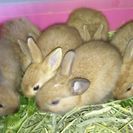 うさぎの赤ちゃん６羽＋３ヶ月の女の子