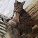 このこの里親になって下さる方探しています - 猫