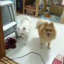 助けてください