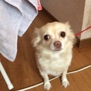大阪市内在住です。
