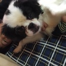 チン♀1才 ポロン