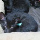 元気な黒猫です。②