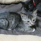 アメショの雑種です。