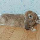 可愛いうさぎ貰ってください。
