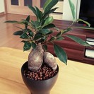 引きこもりがちな方