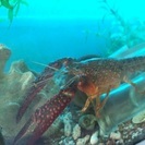巨大ハサミ！アメリカザリガニの画像