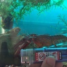 巨大ハサミ！アメリカザリガニ - 大阪市