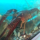 巨大ハサミ！アメリカザリガニ - その他