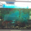 巨大ハサミ！アメリカザリガニ − 大阪府