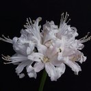７月10日〆パートタイマーさん募集（梱包・花球根出荷作業・ハウス...