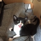 生後1,2ヶ月の仔猫です！