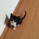 生後1,2ヶ月の仔猫です！ - 大野城市