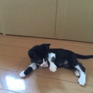 生後1,2ヶ月の仔猫です！ - 猫