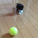 生後1,2ヶ月の仔猫です！ − 福岡県